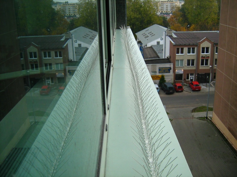 Metalowe kolce anty-ptakowe zamontowane na parapecie okna biurowca, widok z góry na ulicę z zaparkowanymi samochodami i budynkami.